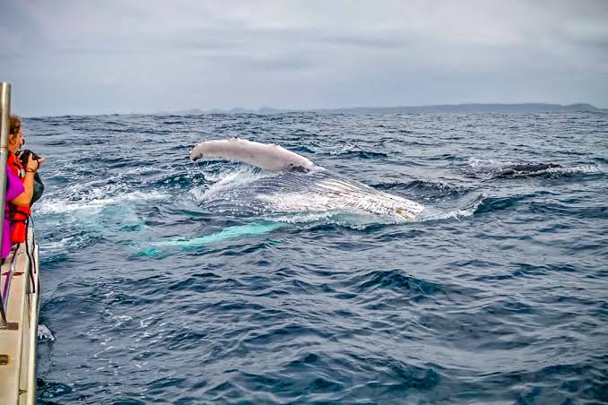 Whale and Dolphin Tours-2