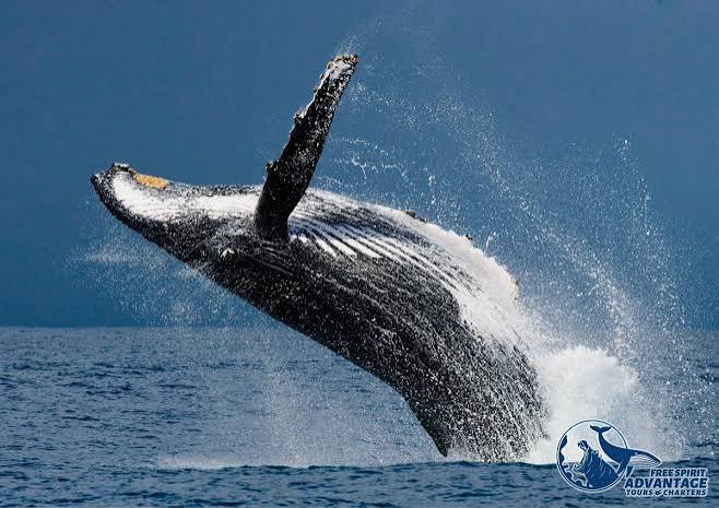 Whale and Dolphin Tours-4