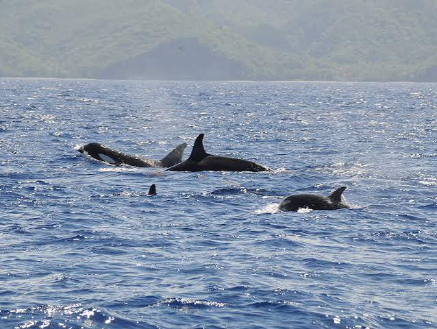 Whale and Dolphin Tours-5