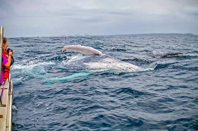Whale and Dolphin Tours-2