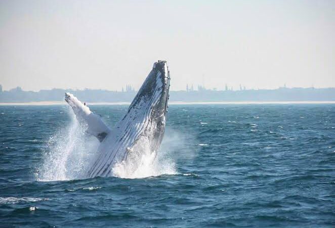 Whale and Dolphin Tours-3
