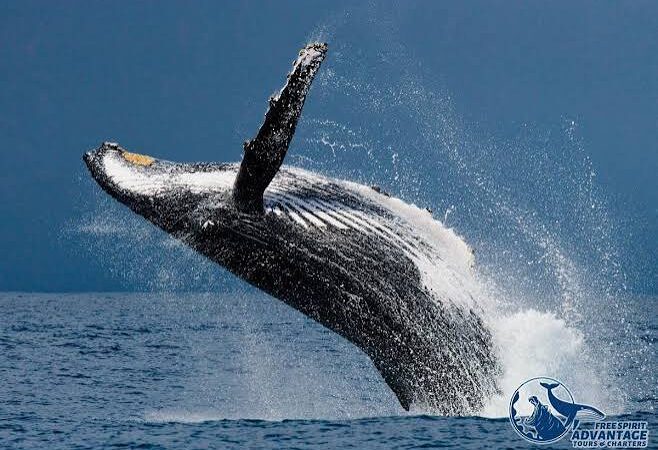 Whale and Dolphin Tours-4