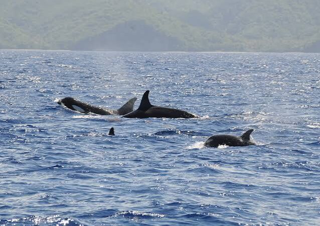 Whale and Dolphin Tours-5